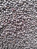 Vigna mungo